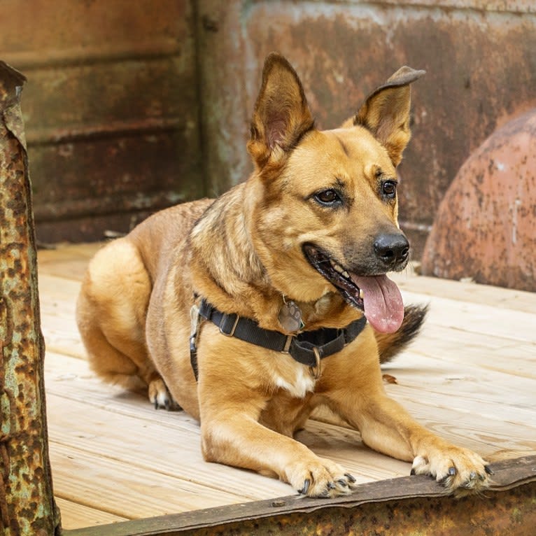 Max, a German Shepherd Dog and Rat Terrier mix tested with EmbarkVet.com