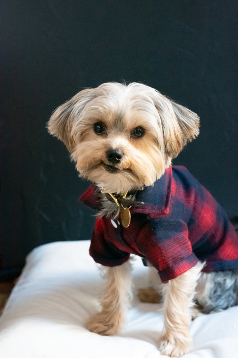 iota, a Yorkshire Terrier and Maltese mix tested with EmbarkVet.com