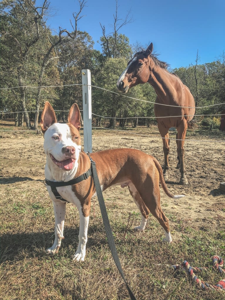 Puma, an American Pit Bull Terrier and American Staffordshire Terrier mix tested with EmbarkVet.com