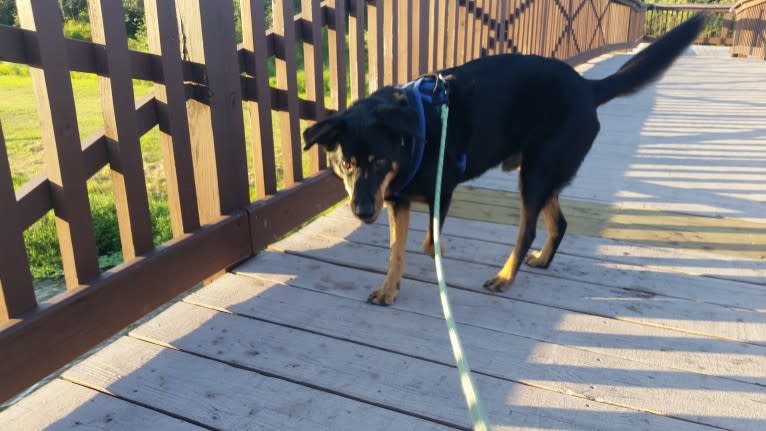 Drogo, a Chow Chow and Dachshund mix tested with EmbarkVet.com