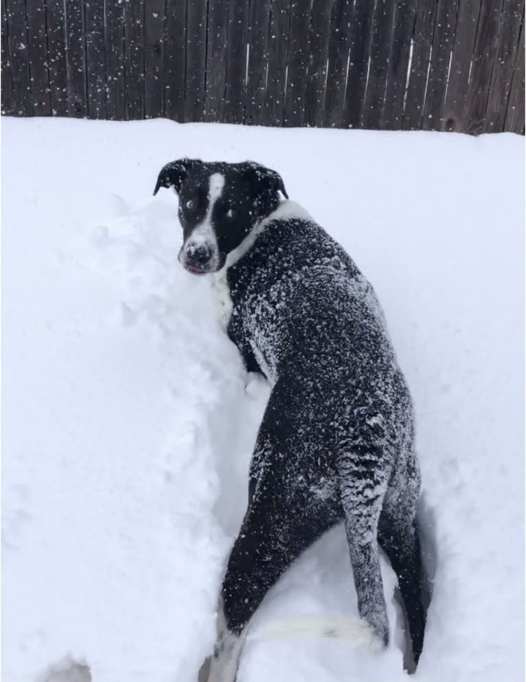 Dexter, a Great Pyrenees and American Pit Bull Terrier mix tested with EmbarkVet.com