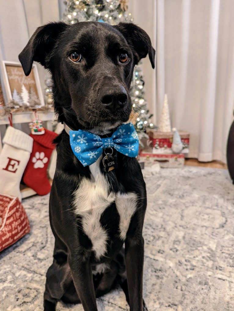 Kopa, an Australian Shepherd and American Pit Bull Terrier mix tested with EmbarkVet.com