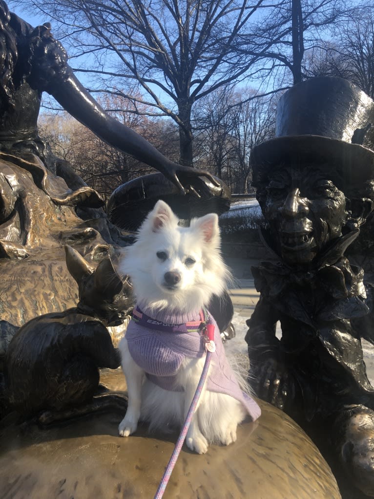 Schlott, an American Eskimo Dog tested with EmbarkVet.com