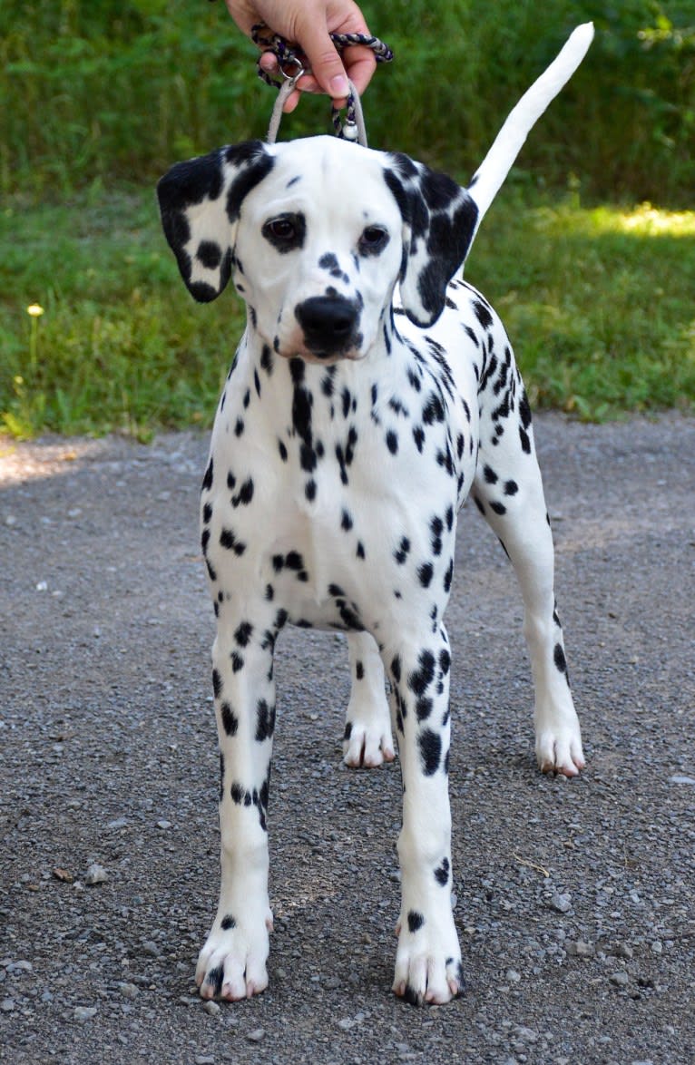 Rainbow, a Dalmatian tested with EmbarkVet.com