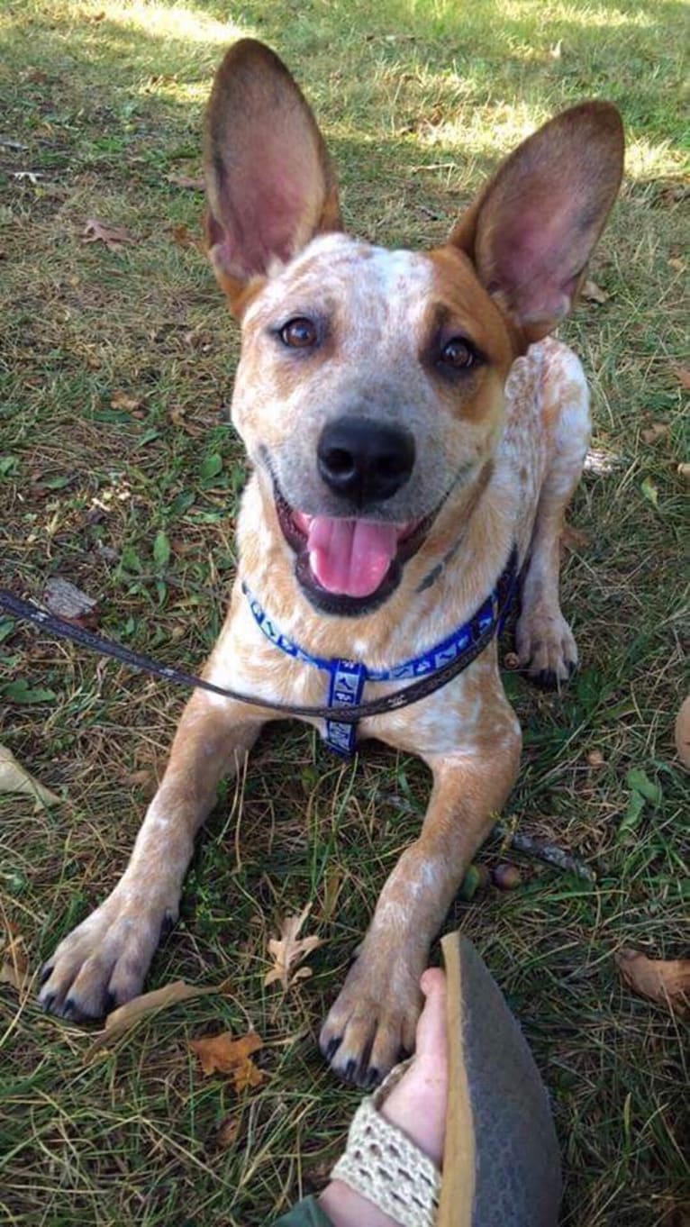 Frost, an Australian Cattle Dog tested with EmbarkVet.com