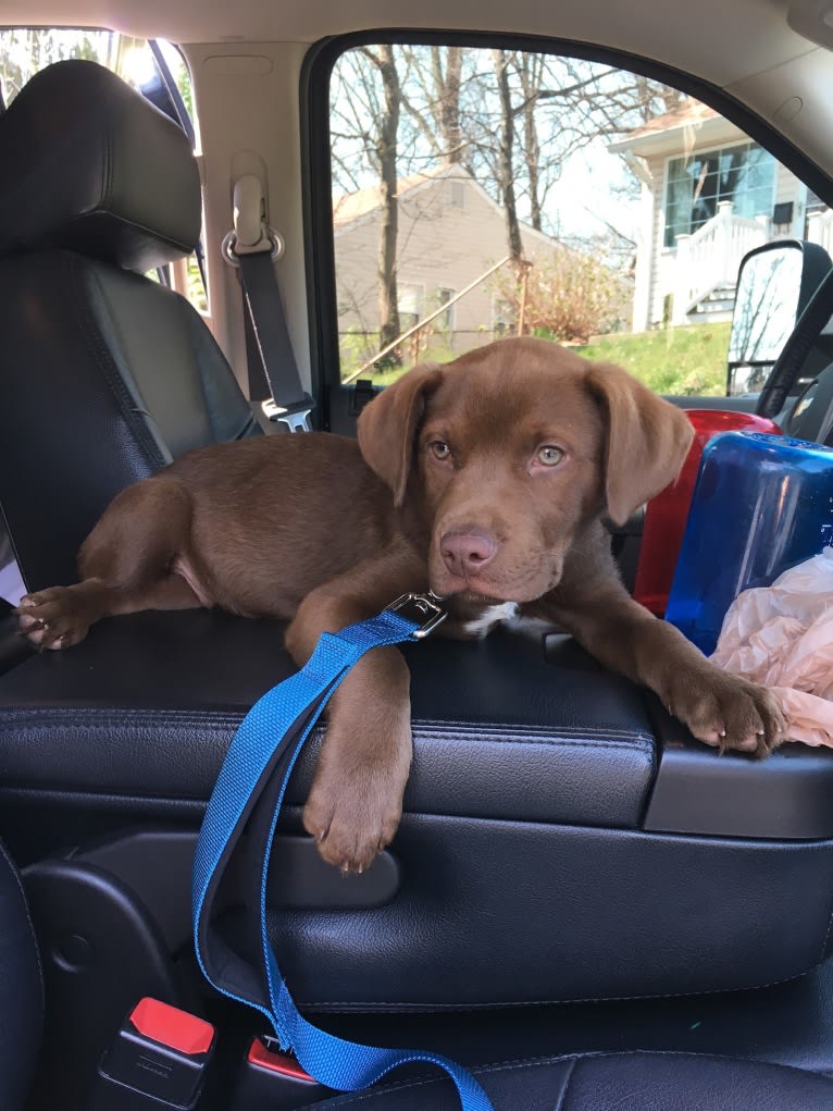 Jaxon, an American Bulldog and Labrador Retriever mix tested with EmbarkVet.com