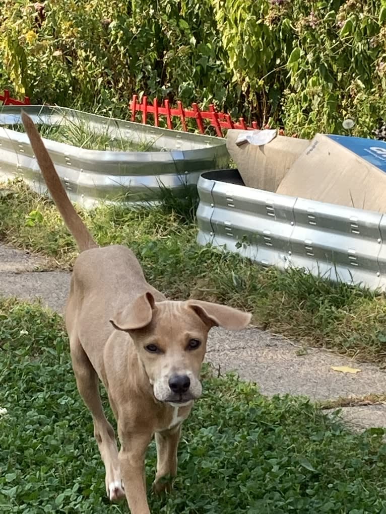 Lila, an American Pit Bull Terrier and Labrador Retriever mix tested with EmbarkVet.com