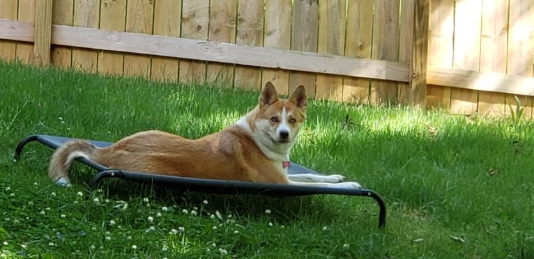 Willow, an Australian Shepherd and Akita mix tested with EmbarkVet.com