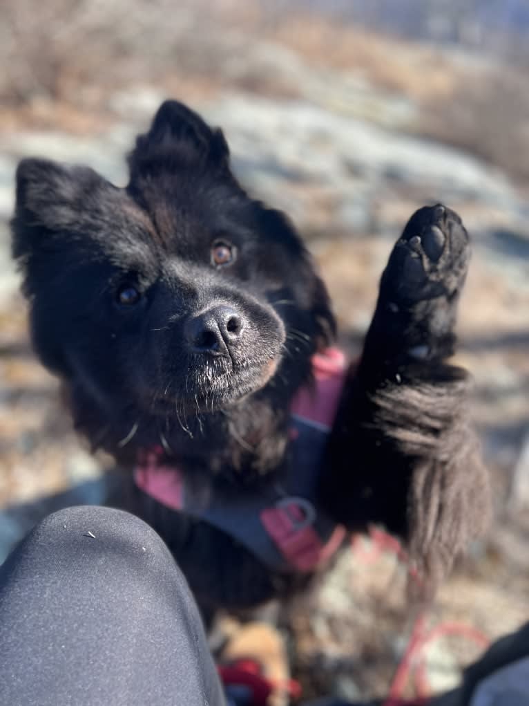 Sheva, a Chow Chow and Norwegian Elkhound mix tested with EmbarkVet.com