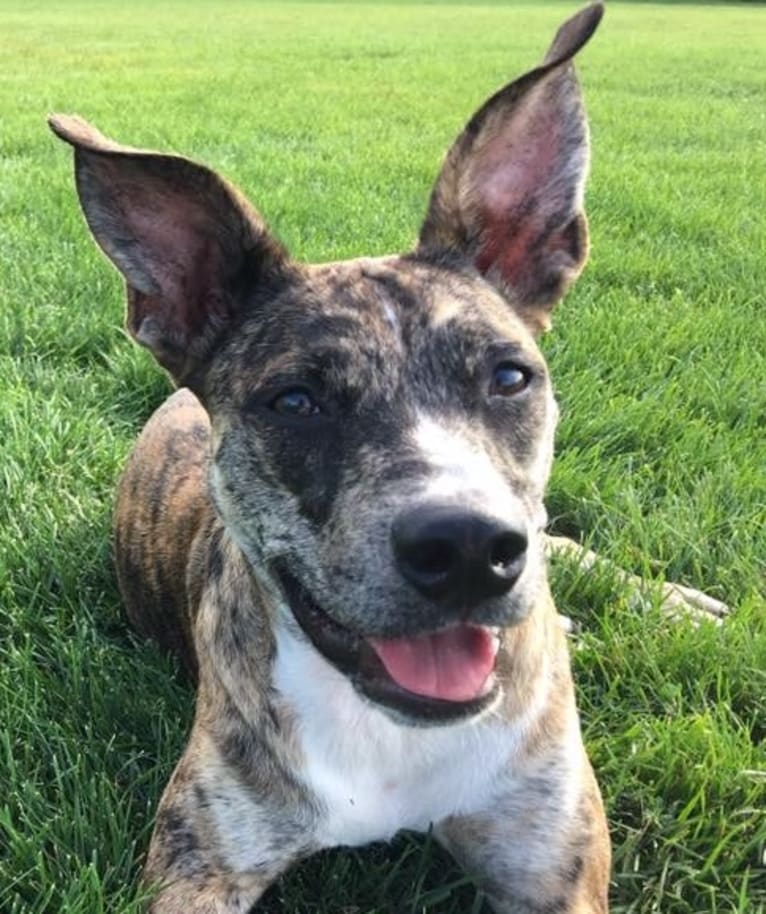 Quinn, an American Pit Bull Terrier and Australian Cattle Dog mix tested with EmbarkVet.com