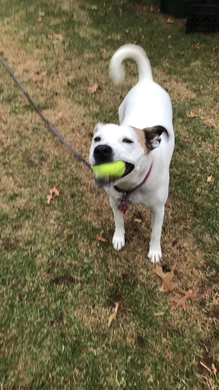 Belle, an American Pit Bull Terrier and Chow Chow mix tested with EmbarkVet.com