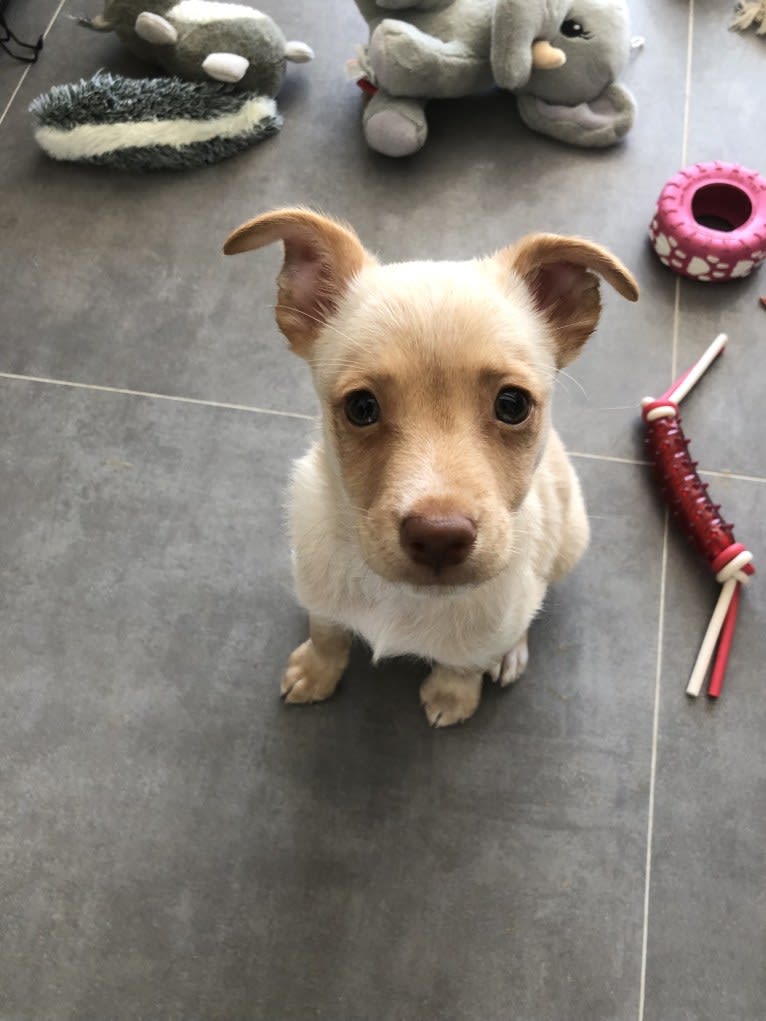 Molly, a Western European Village Dog tested with EmbarkVet.com