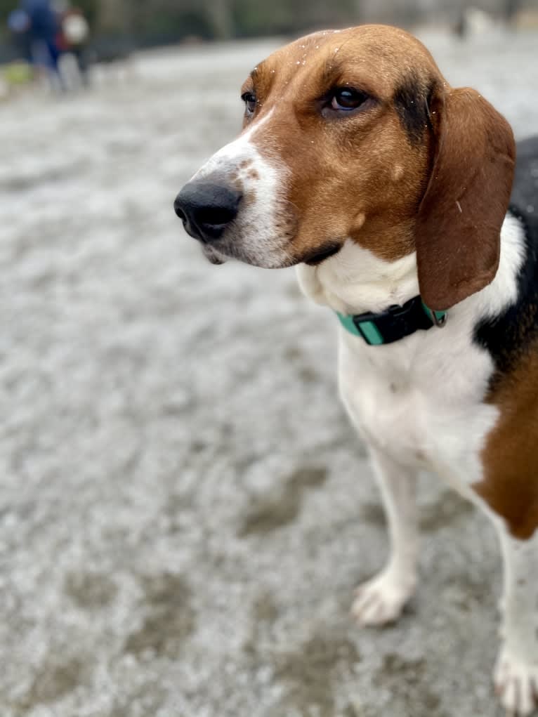 Roxy, a Treeing Walker Coonhound tested with EmbarkVet.com