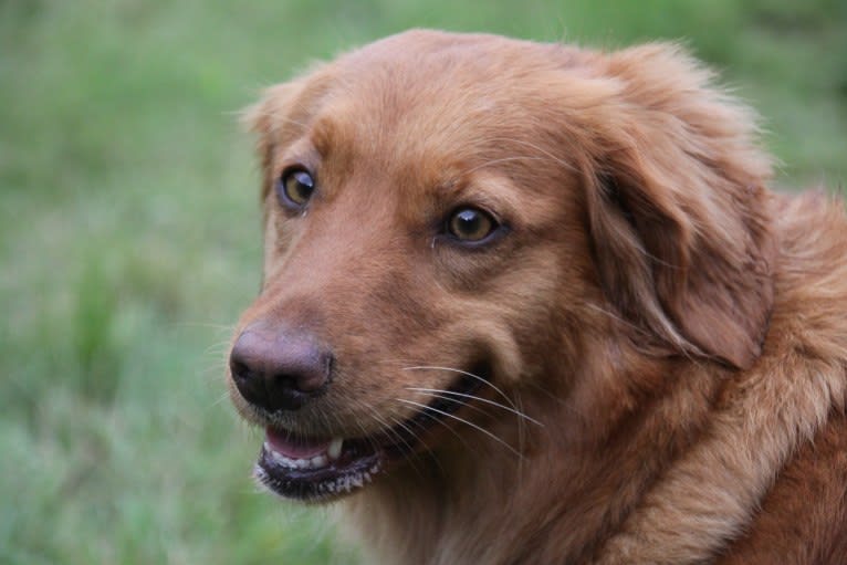 Heidi, a Nova Scotia Duck Tolling Retriever tested with EmbarkVet.com
