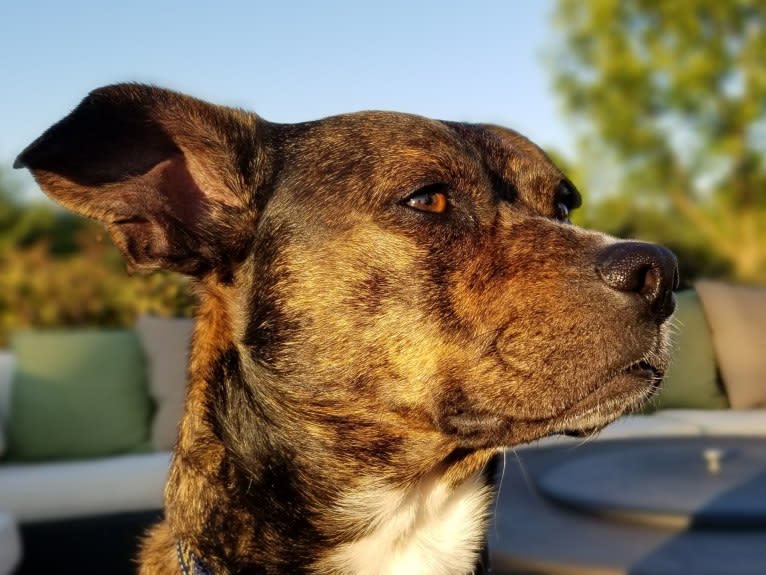 Carmela, a Boston Terrier and Mountain Cur mix tested with EmbarkVet.com