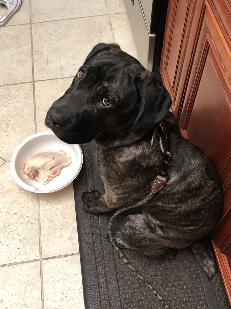 Artie, a Cane Corso tested with EmbarkVet.com