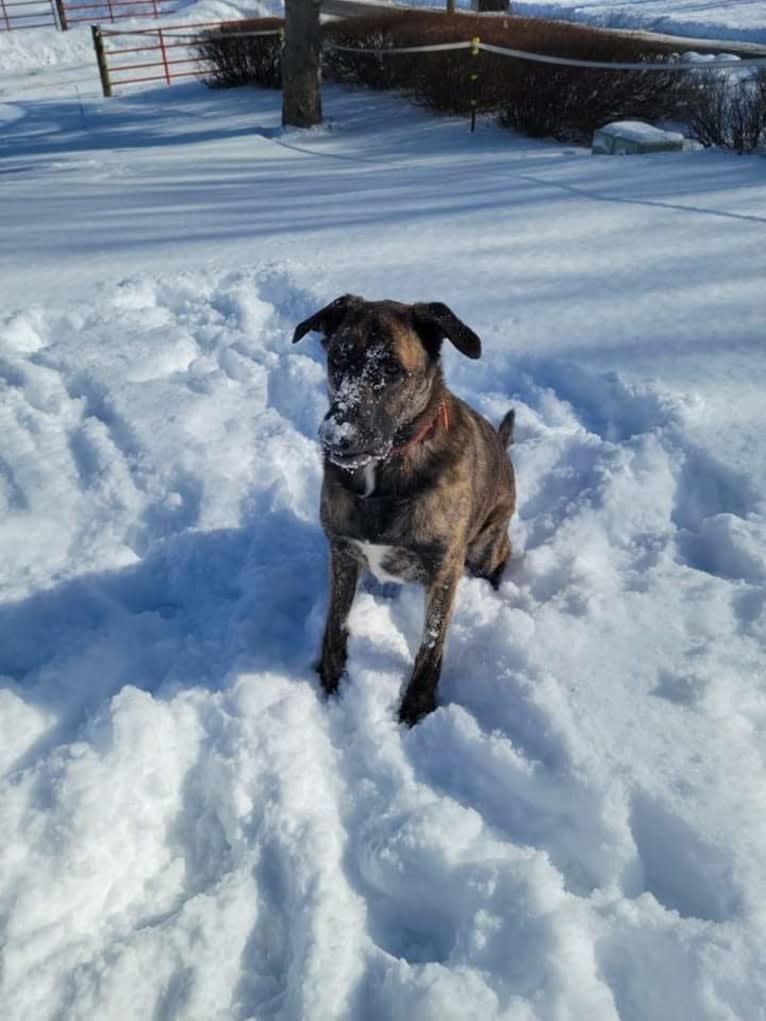 Zero, a German Shepherd Dog and American Pit Bull Terrier mix tested with EmbarkVet.com