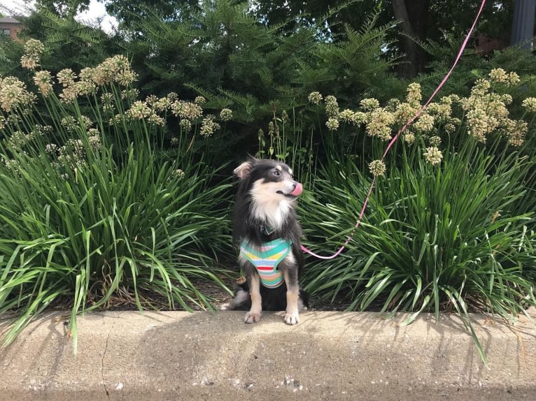 Teddy, a Chihuahua and Pomeranian mix tested with EmbarkVet.com