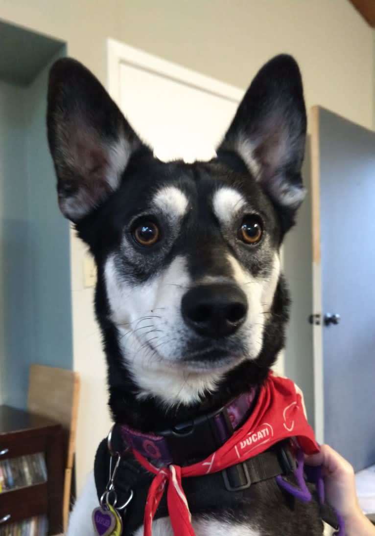 Kaylee, a Siberian Husky and American Pit Bull Terrier mix tested with EmbarkVet.com