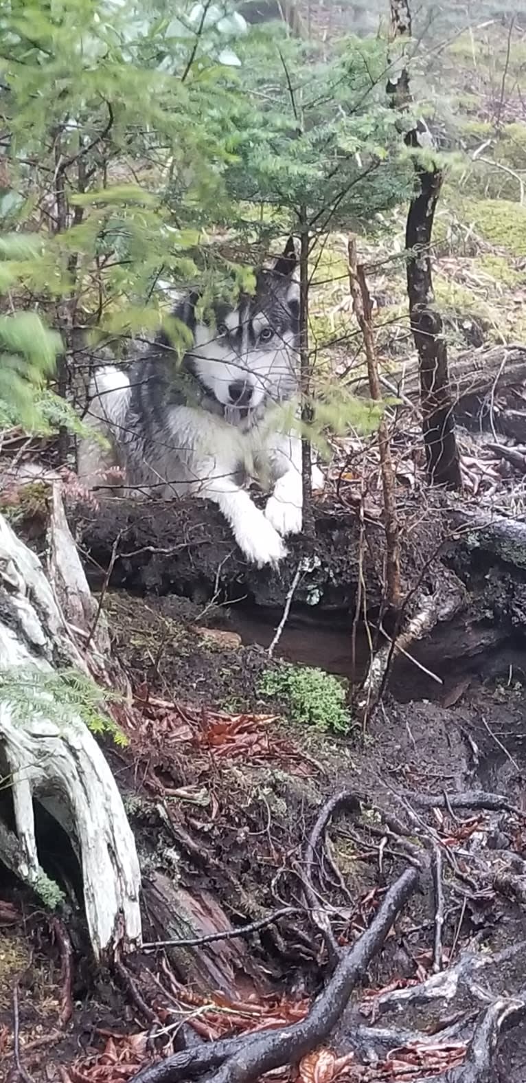 Teko, a Siberian Husky tested with EmbarkVet.com