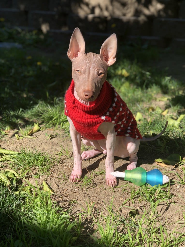 Auggie, an American Hairless Terrier tested with EmbarkVet.com