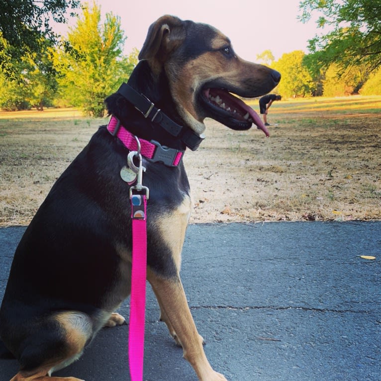 Paris Amelia Waters, a Chihuahua and Labrador Retriever mix tested with EmbarkVet.com