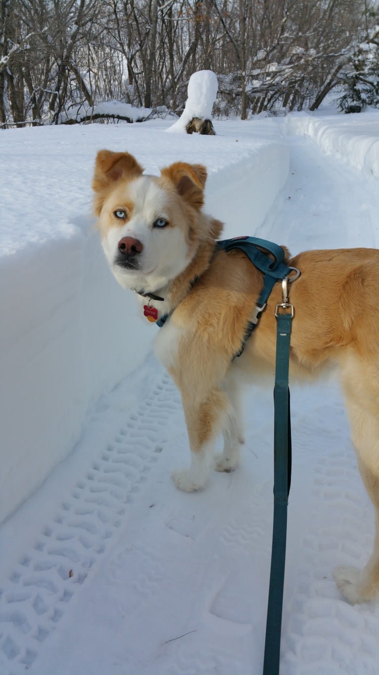 Vincent, a Siberian Husky and Boxer mix tested with EmbarkVet.com