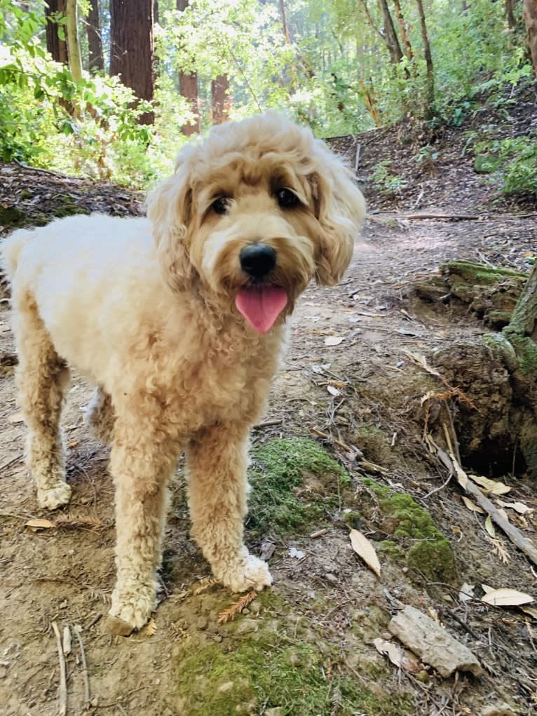 Jazzy, a Poodle (Small) and Poodle (Standard) mix tested with EmbarkVet.com