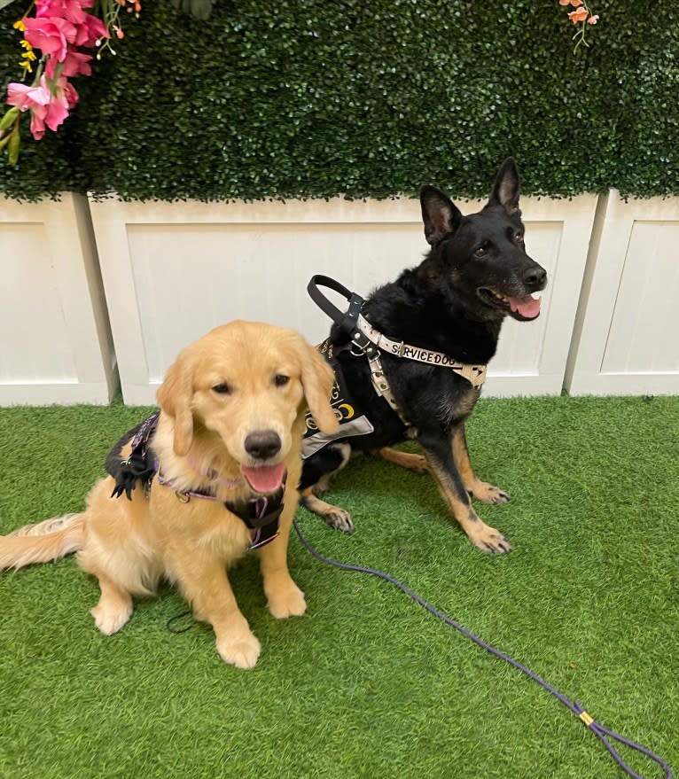 Selene, a Golden Retriever tested with EmbarkVet.com