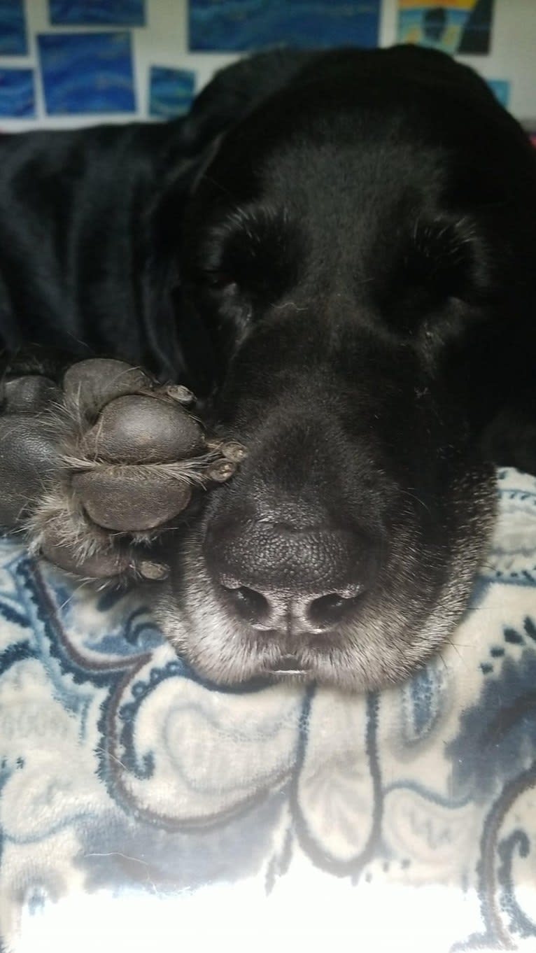Photo of Barkley Humphrey Racine, a Bluetick Coonhound and Labrador Retriever mix in Indiana, USA