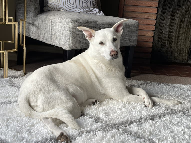 Darwin, a Chow Chow and Labrador Retriever mix tested with EmbarkVet.com