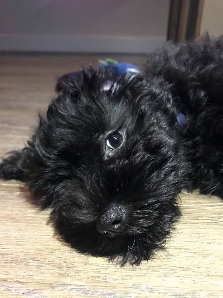 COLE, a Miniature Schnauzer tested with EmbarkVet.com