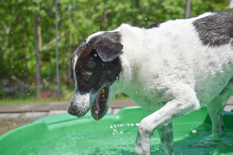 Jack, a Russell-type Terrier and Mountain Cur mix tested with EmbarkVet.com