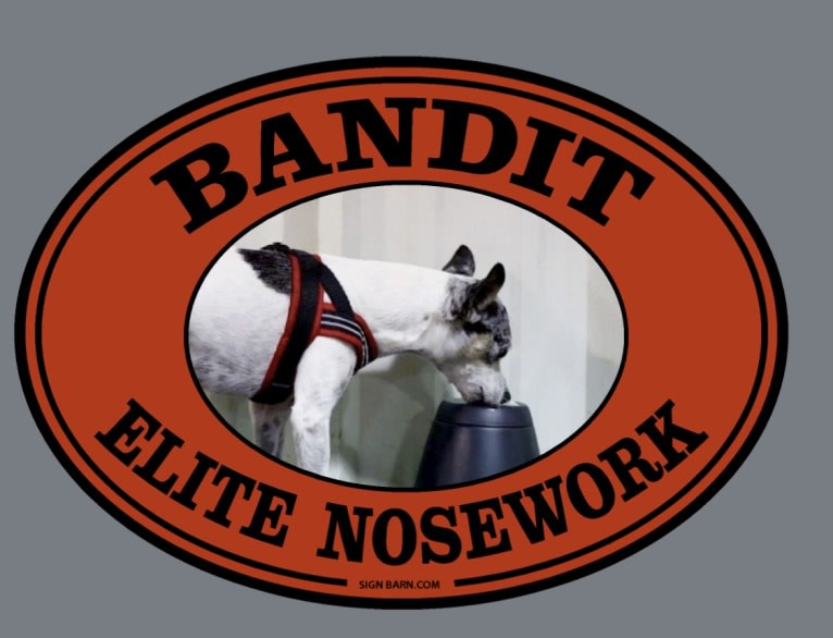 Bandit, a Rat Terrier and Chihuahua mix tested with EmbarkVet.com