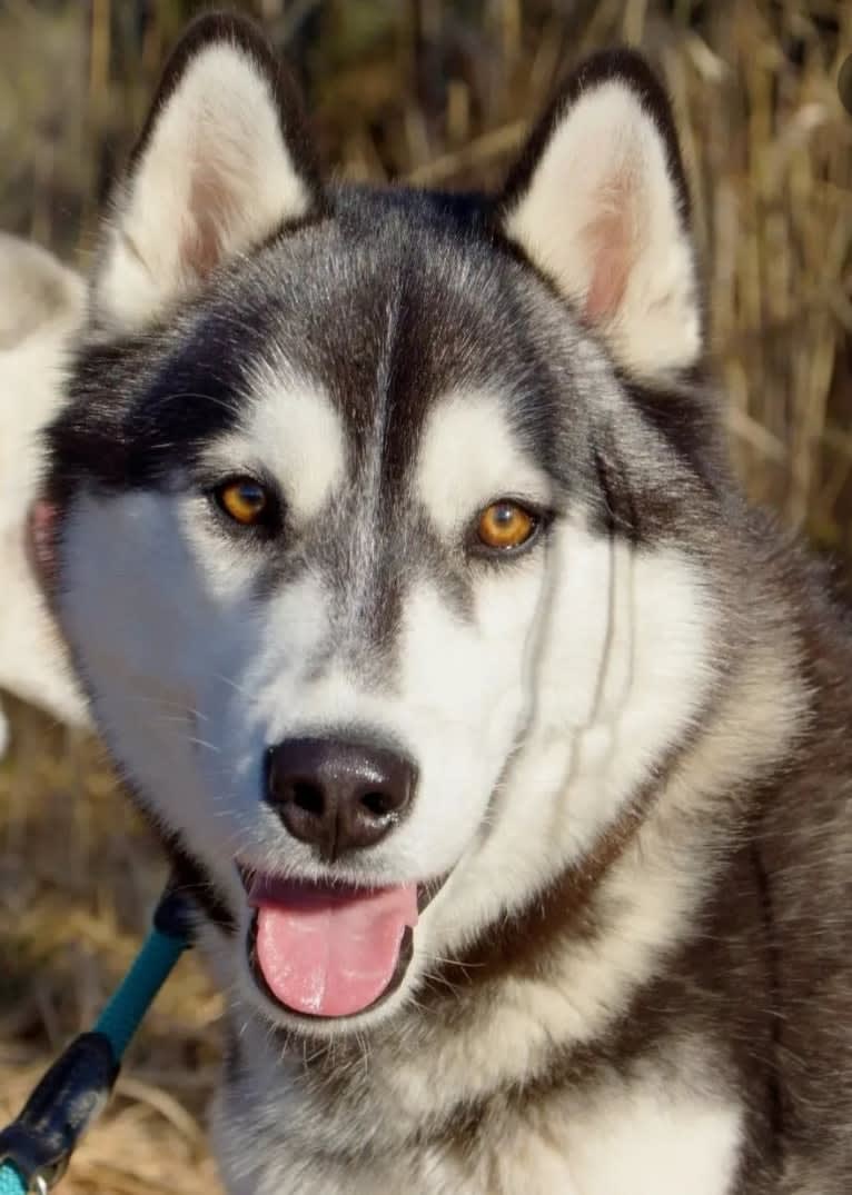 Milo, a Siberian Husky tested with EmbarkVet.com