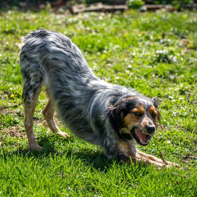 Banjo, an Australian Cattle Dog and Cocker Spaniel mix tested with EmbarkVet.com