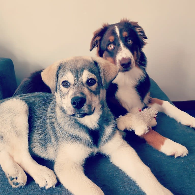 Timber, a Siberian Husky and American Bulldog mix tested with EmbarkVet.com