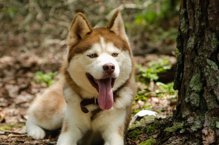 Buck, a Siberian Husky tested with EmbarkVet.com