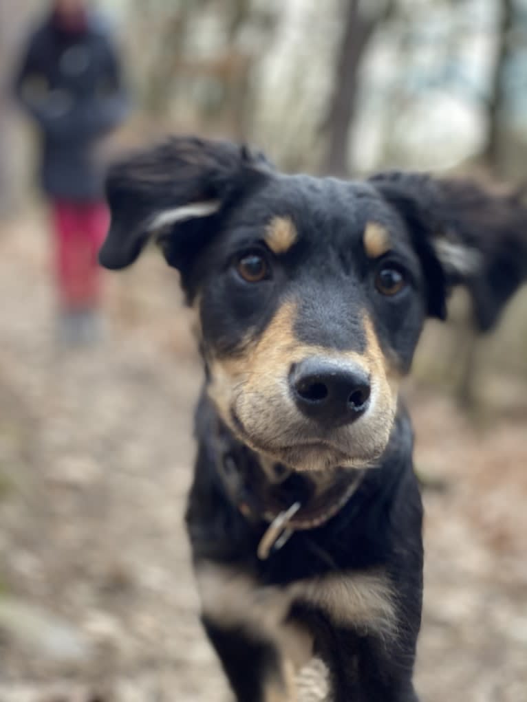 Cashew, a Border Collie and Labrador Retriever mix tested with EmbarkVet.com