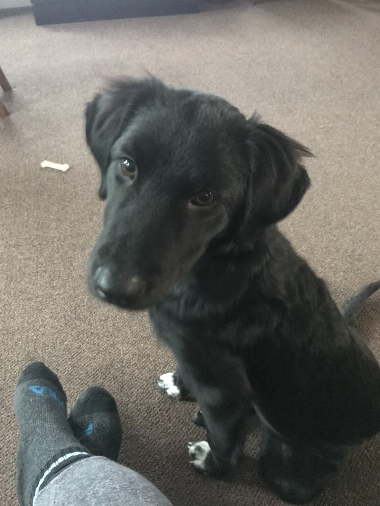 Care Bear Ross, a Labrador Retriever and Australian Cattle Dog mix tested with EmbarkVet.com