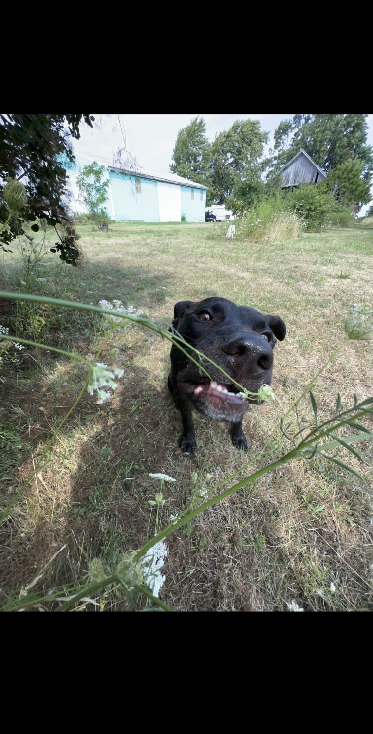 Otis, an American Pit Bull Terrier (9.4% unresolved) tested with EmbarkVet.com