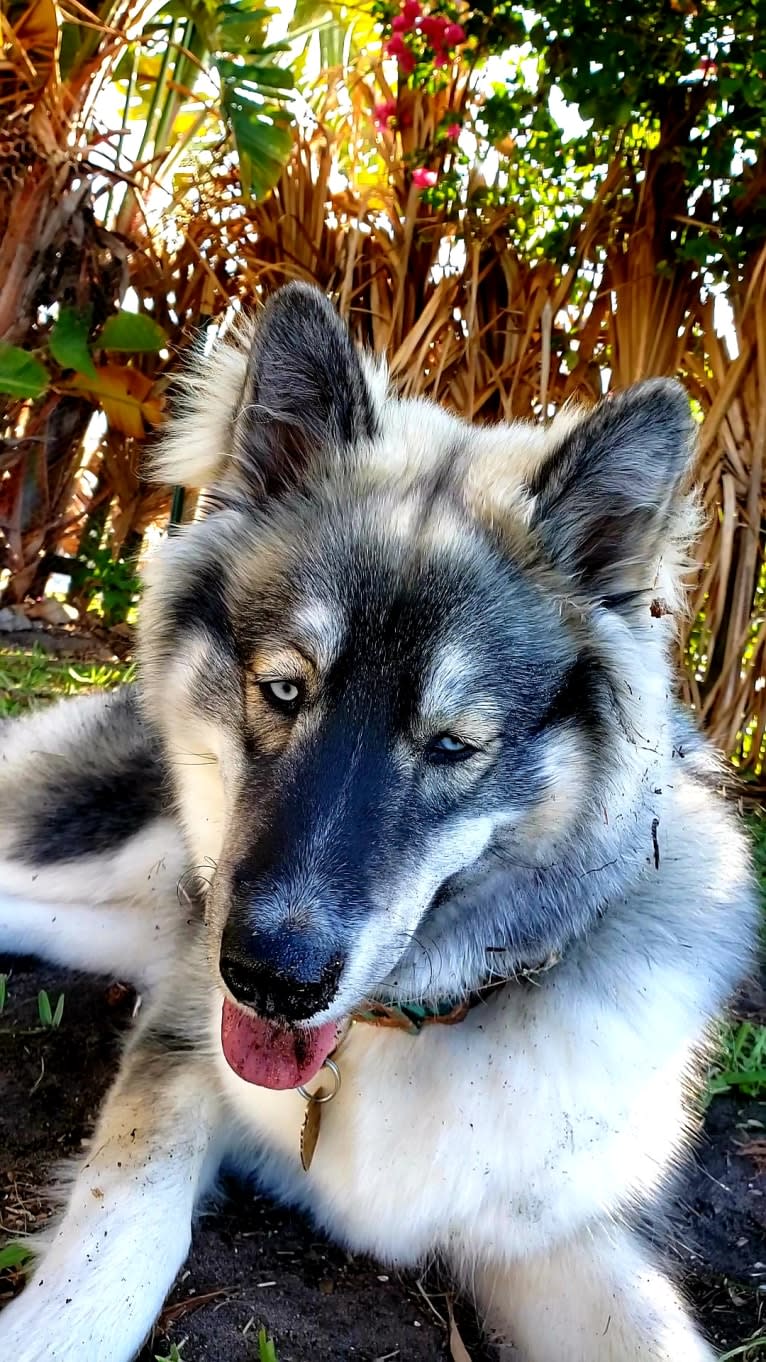 KYLO, a Siberian Husky tested with EmbarkVet.com