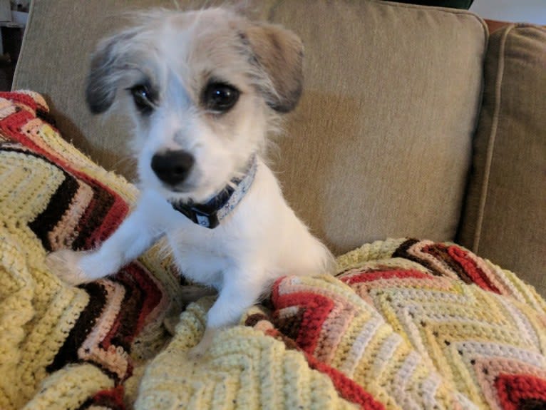 buddy, a Chihuahua and Poodle (Small) mix tested with EmbarkVet.com