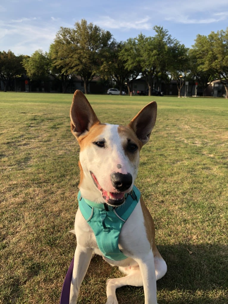 Coco, a Bull Terrier and American Pit Bull Terrier mix tested with EmbarkVet.com