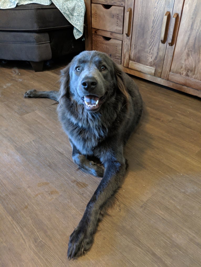 Zoboomafoo, a Great Pyrenees and Labrador Retriever mix tested with EmbarkVet.com