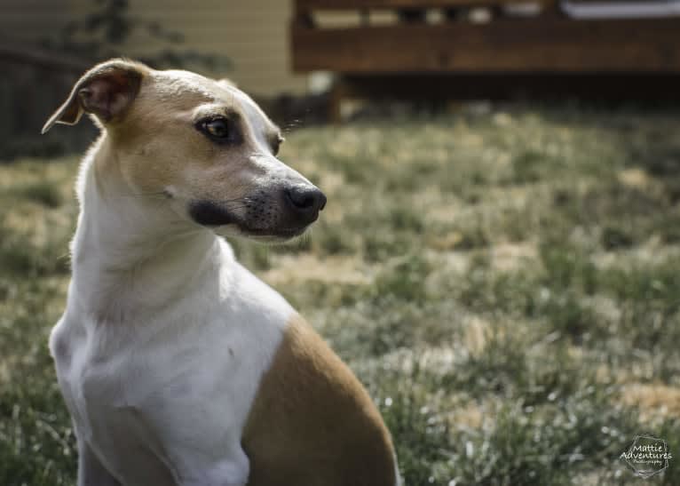 Katie, a Rat Terrier tested with EmbarkVet.com