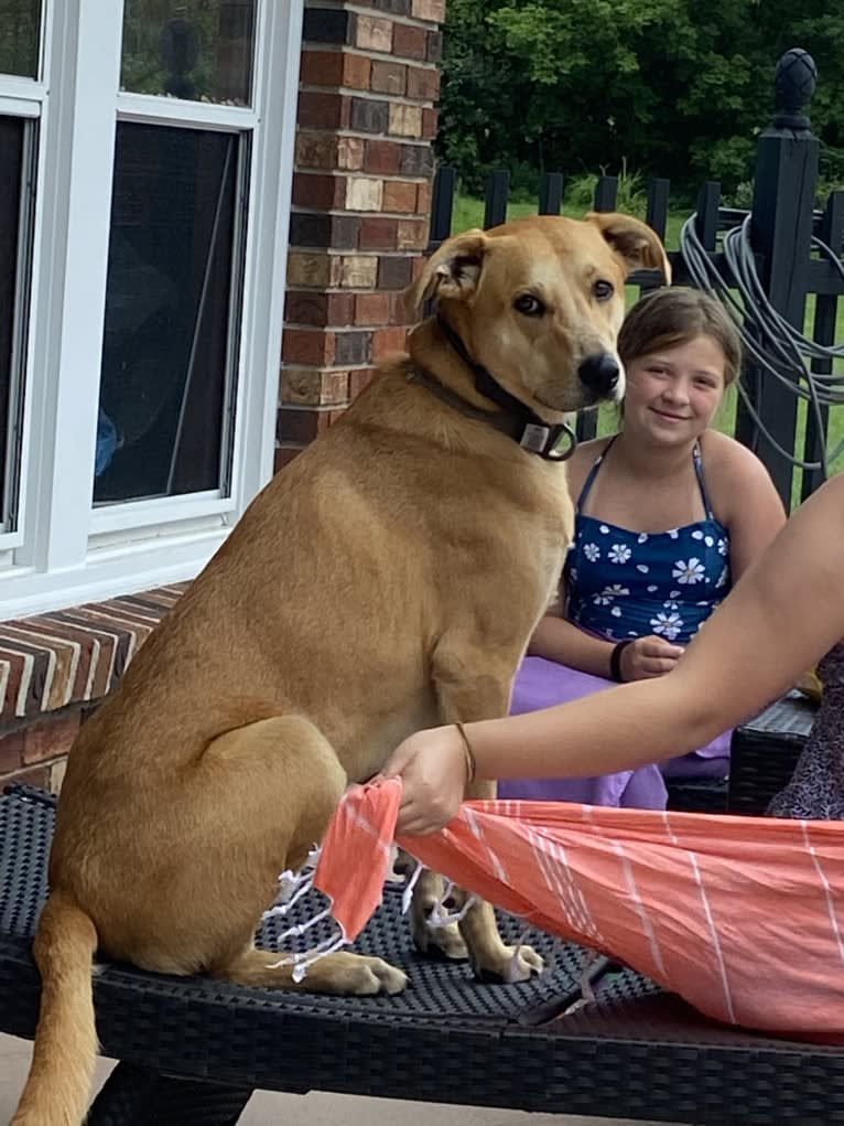 Max, a Great Pyrenees and Australian Cattle Dog mix tested with EmbarkVet.com