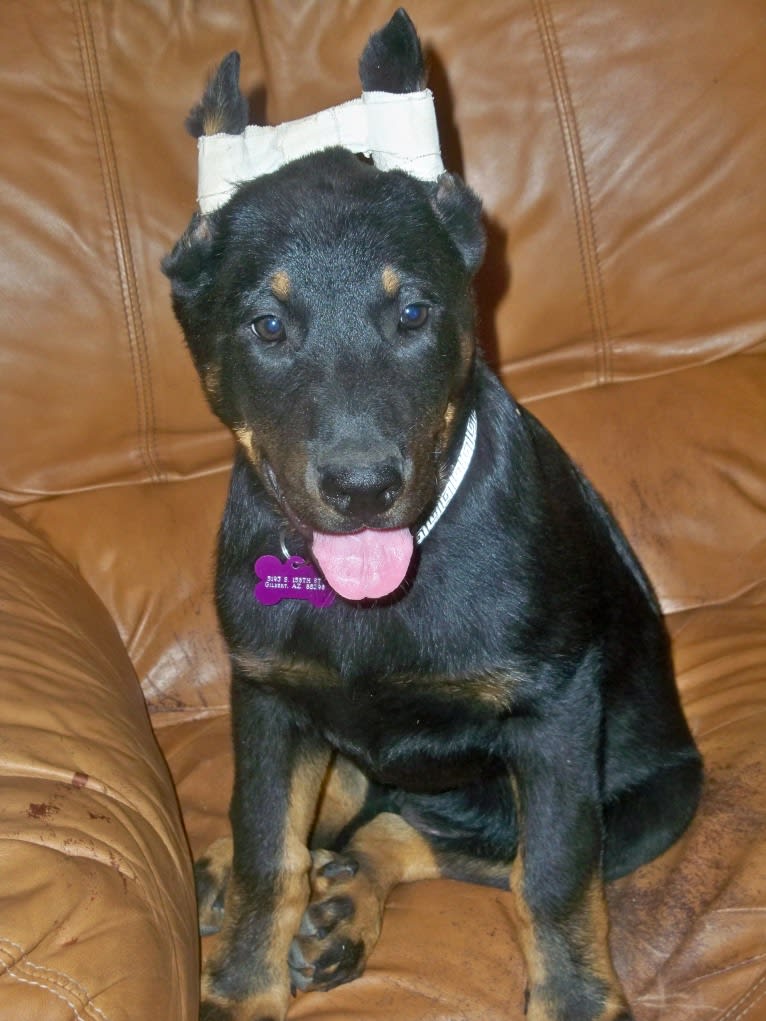 Meg, a Beauceron tested with EmbarkVet.com