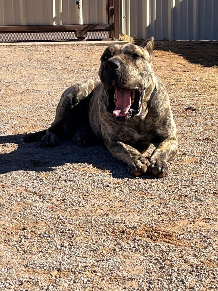 Ashrik, a Perro de Presa Canario tested with EmbarkVet.com