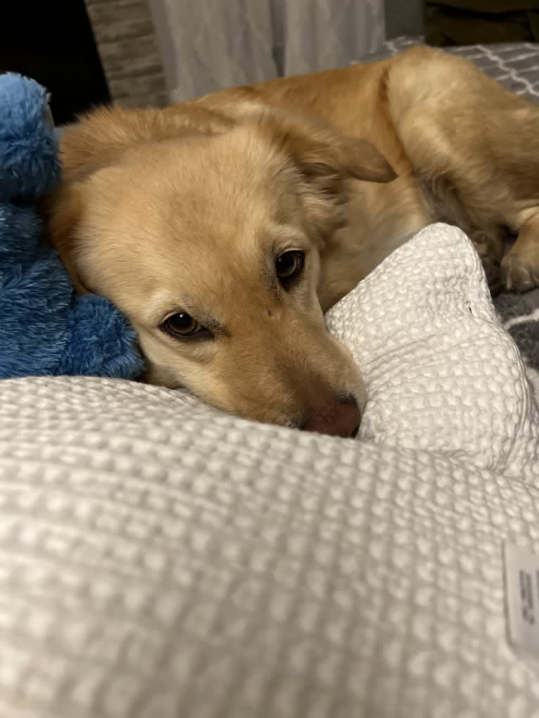 Charlie, a Southeast Asian Village Dog and Golden Retriever mix tested with EmbarkVet.com